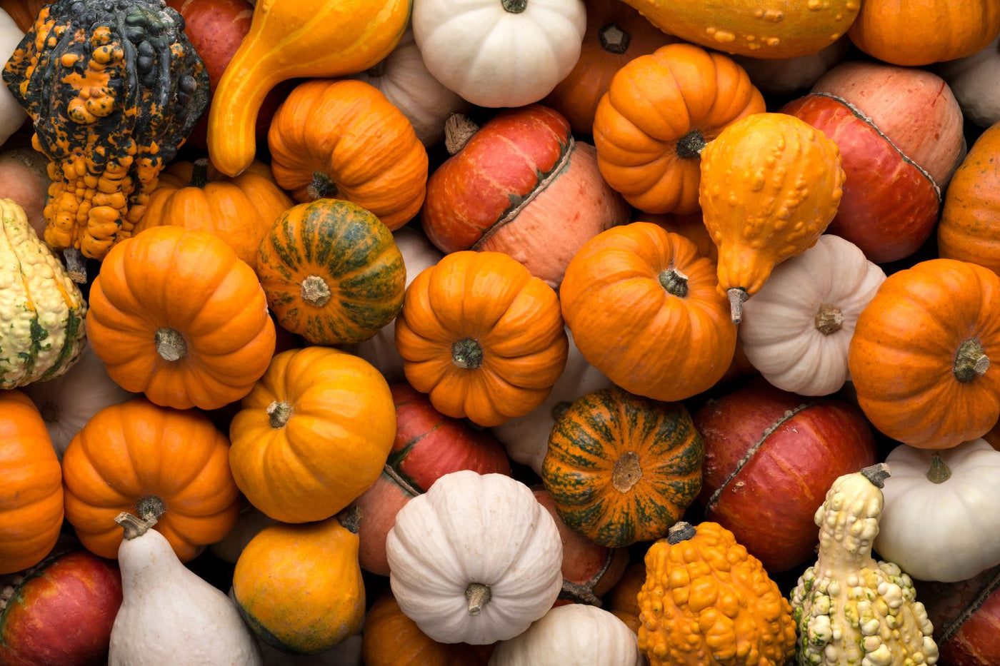 Kürbisse