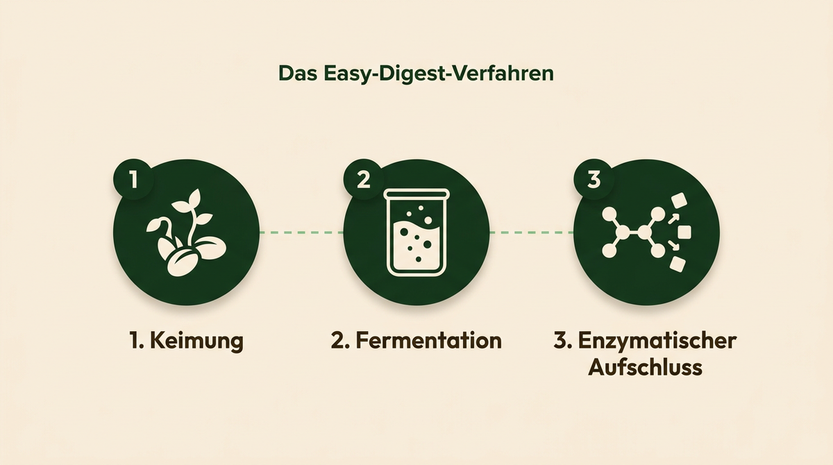 Infografik: Das Easy-Digest-Verfahren in drei Schritten: Keimung, Fermentation, enzymatischer Aufschluss