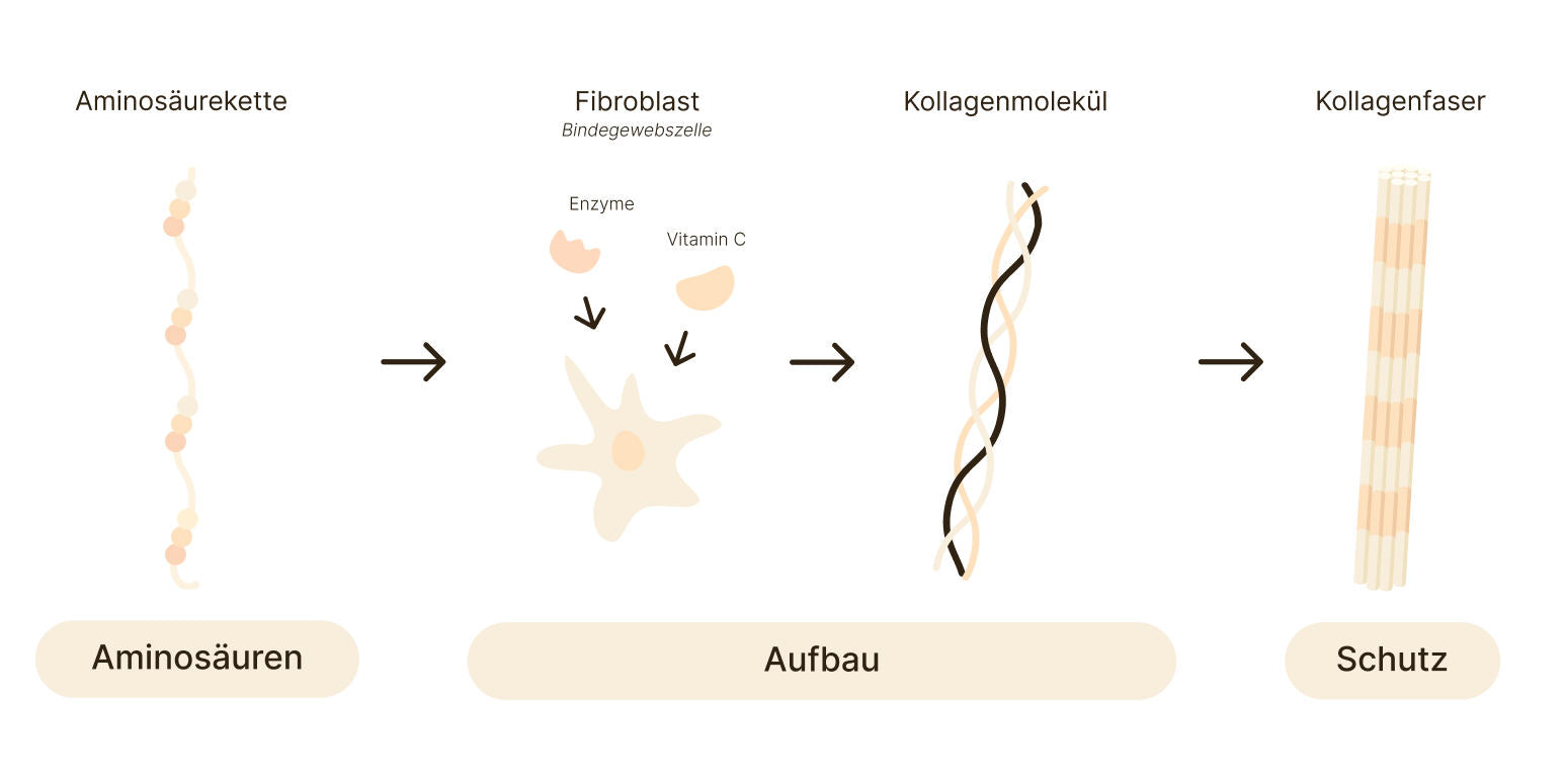 Grafik über Aminosäuren, deren Aufbau und Schutz